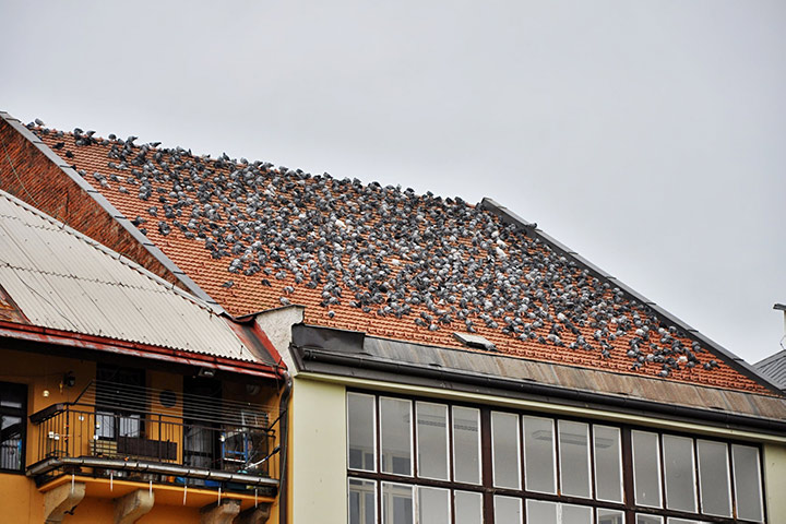 A2B Pest Control are able to install spikes to deter birds from roofs in Loughborough. 
