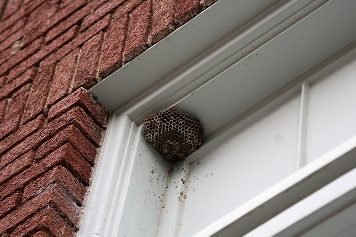 We provide a wasp nest removal service for domestic and commercial properties in Loughborough.